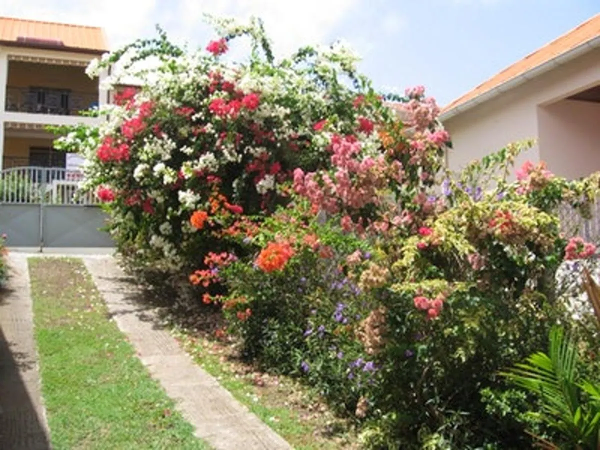 Appartement Cosy Avec Vue Sur Le Jardin A Sainte Anne 30 M² Sainte-Anne